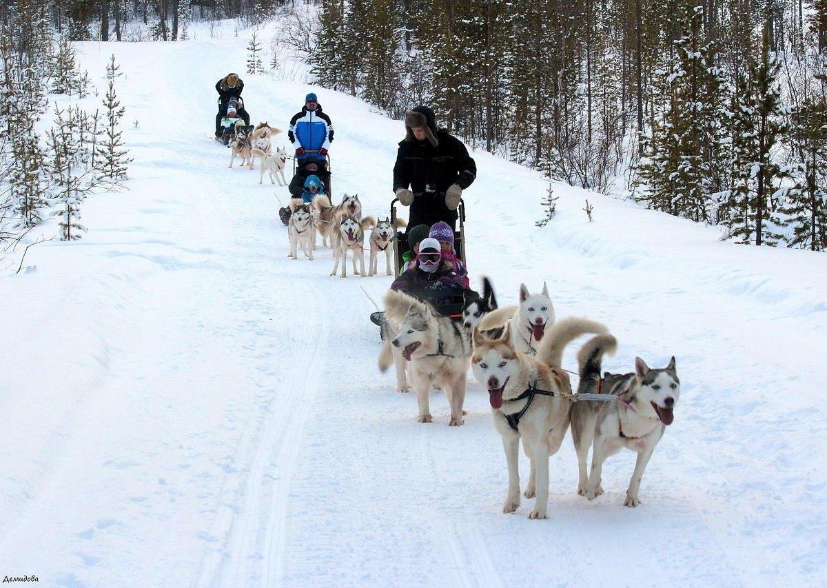 Husky-park 'Lovozero' - All You SHOULD Know Before Going 2026 (with Reviews)