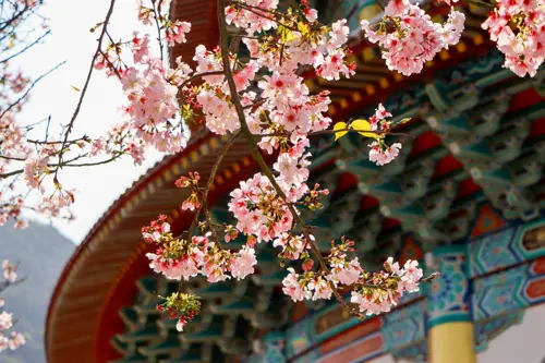 Mùa hoa loa kèn Dương Minh Sơn 2026 - Thời điểm đẹp nhất để du lịch Đài Loan 