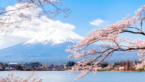 Hoa chi anh Kawaguchi -  Điểm ngắm Shibazakura Nhật Bản đẹp nhất 2026 