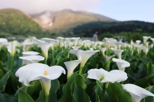 Du lịch Dương Minh Sơn mùa hoa loa kèn 2026 - Thiên đường hoa trắng Đài Loan