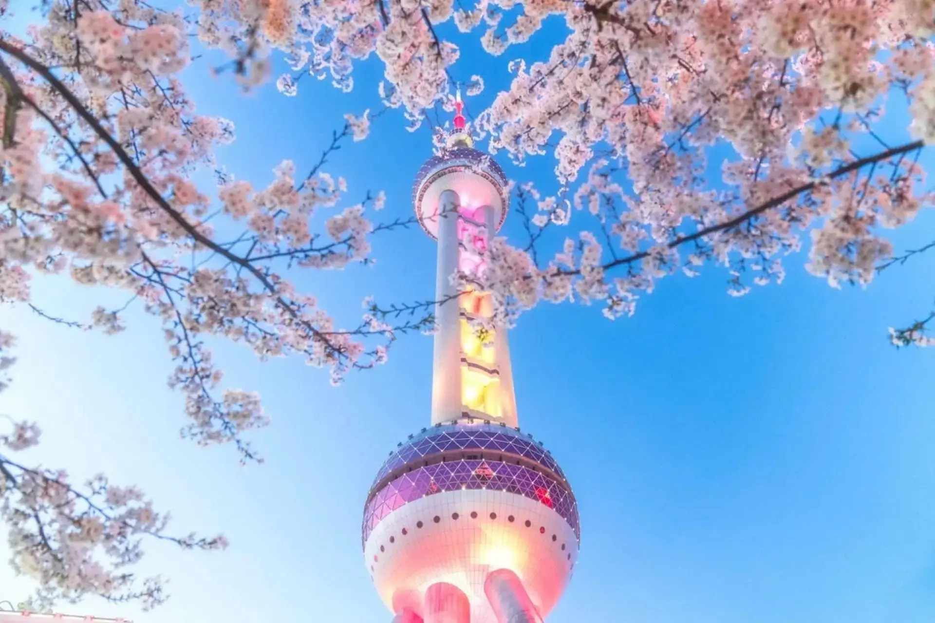 Du lịch Trung Quốc mùa hoa anh đào 2026 - Kinh nghiệm & chi phí | Du Lịch Triều Hảo