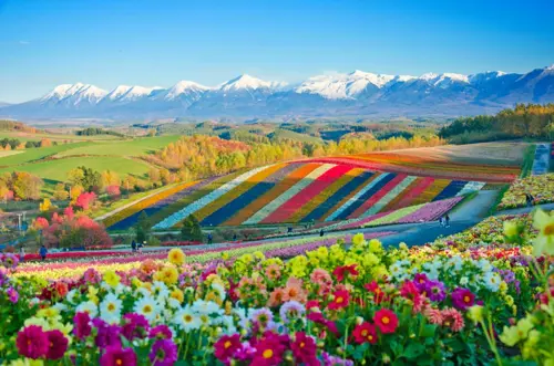Du lịch Hokkaido: Khám phá “một Nhật Bản rất khác” 