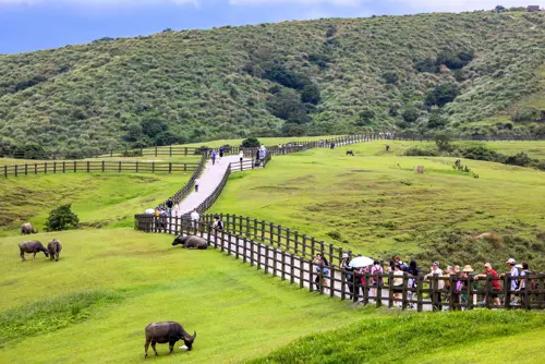 Du lịch Đài Loan mùa hoa - Check-in Dương Minh Sơn mùa xuân đẹp nhất 2026 