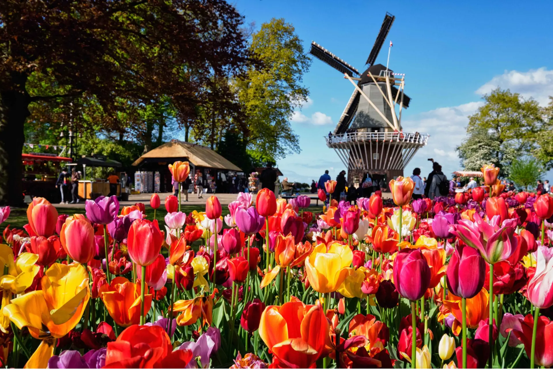 Check in Keukenhof đẹp nhất 2026 - Khám phá vườn hoa Tulip mùa xuân Hà Lan 
