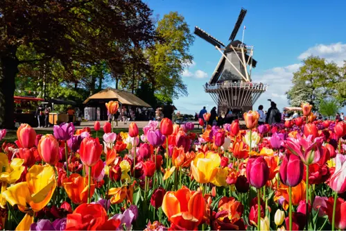 Check in Keukenhof đẹp nhất 2026 - Khám phá vườn hoa Tulip mùa xuân Hà Lan 
