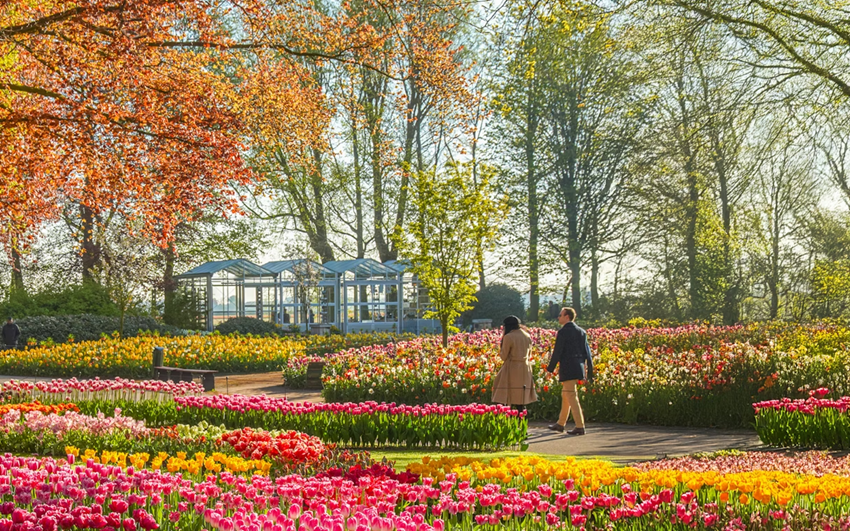 Keukenhof tháng 4 - Thời điểm vườn hoa tulip đẹp nhất Châu Âu khoe sắc rực rỡ nhất trong năm