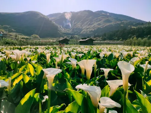 Du lịch Dương Minh Sơn tháng 4 - Mùa hoa loa kèn đẹp nhất mùa xuân Đài Loan 