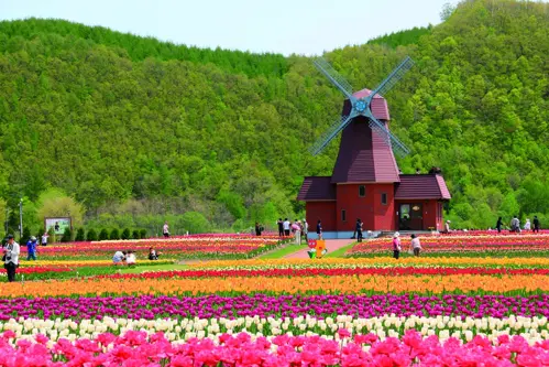 Du lịch Hokkaido mùa hè: Ngắm lavender Furano đẹp mê hồn 