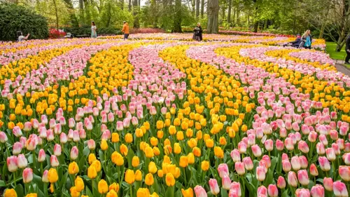 Lễ hội hoa tulip Keukenhof 2026 có gì mới? Thông tin hữu ích cho du khách Việt 