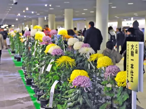 Lễ hội hoa cúc Sapporo 2026 - Trải nghiệm nên thử khi du lịch Nhật Bản