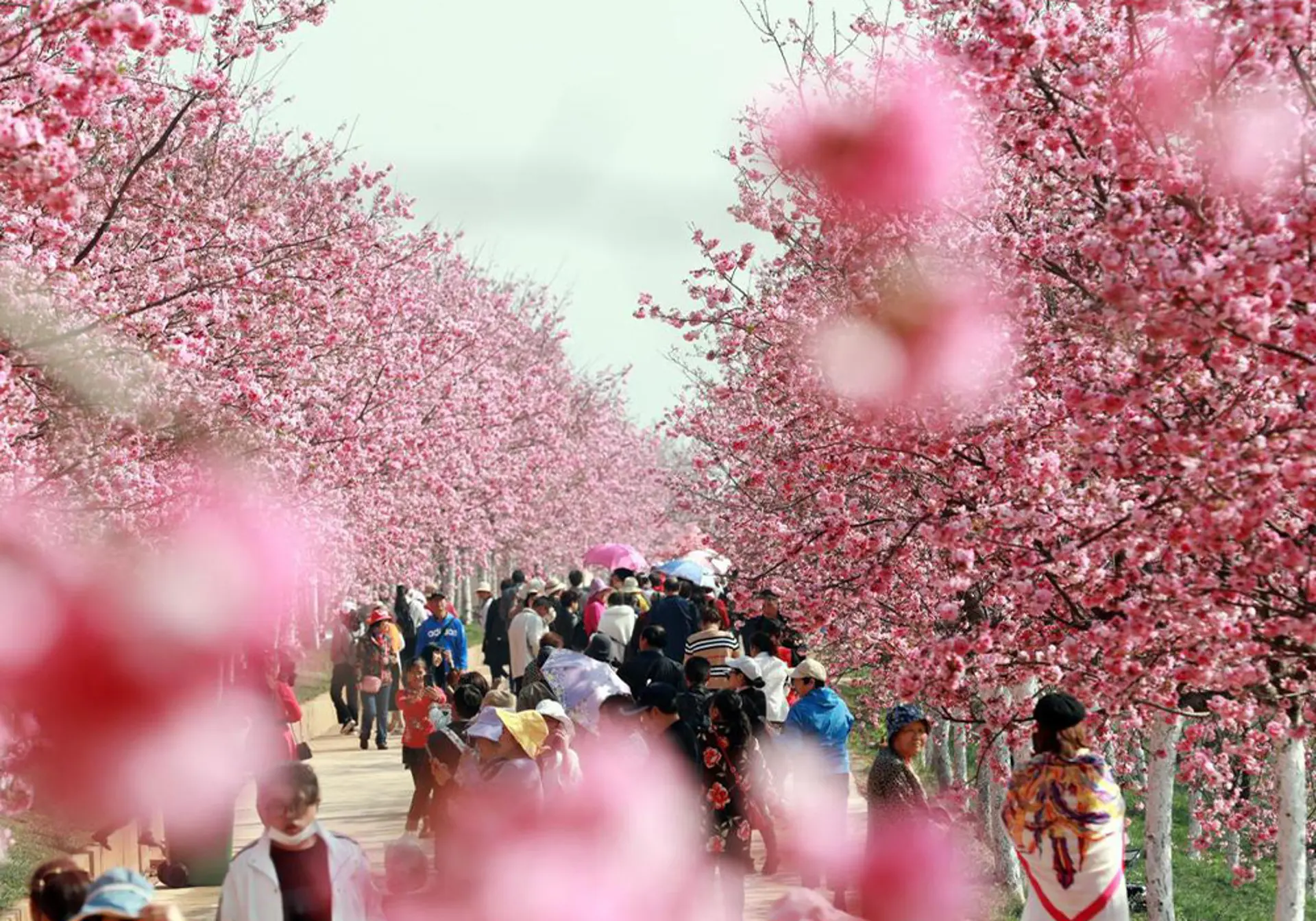  Check - in hoa anh đào Y Lương 2026 - Top điểm đến đẹp nhất cho khách Việt Nam 