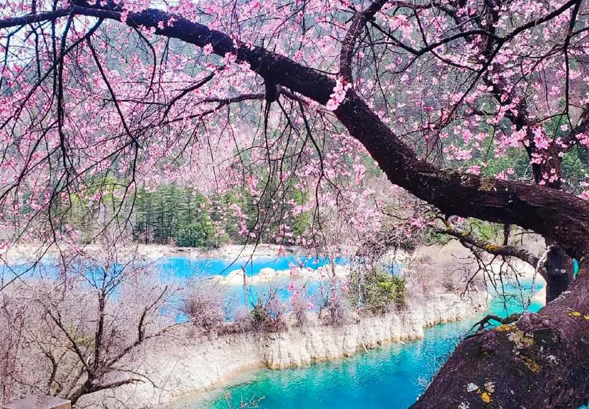 Hoa anh đào Cửu Trại Câu có gì khác Nhật Bản, Hàn Quốc? Trải nghiệm mùa xuân Trung Quốc 2026 