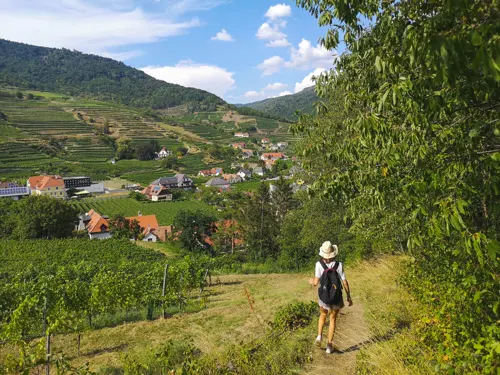 Vienna Wine Hiking Day 2026: Đi bộ giữa vườn nho