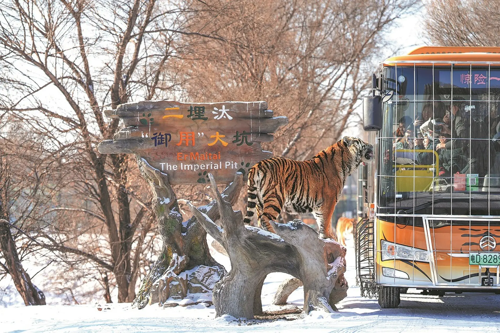 Siberian Tiger Park Harbin có đáng đi? Kinh nghiệm tham quan chi tiết 2026 