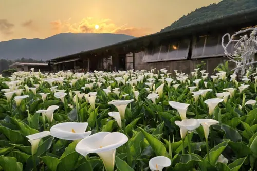 Mùa hoa loa kèn Dương Minh Sơn 2026 - Thời điểm đẹp nhất để du lịch Đài Loan 