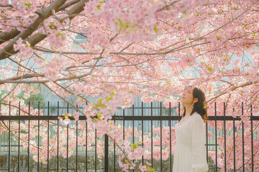 Mùa Hoa Anh Đào Nhật Bản 2025 - Khám Phá Vẻ Đẹp Lãng Mạn Trong Từng Cánh Hoa