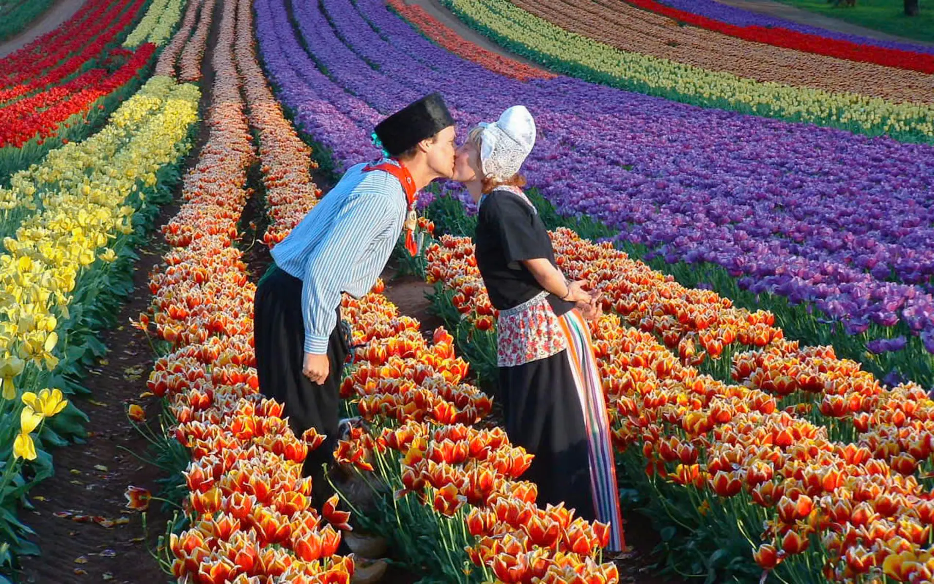 Ngày Quốc Tế Hoa Tulip 2025: Lễ Hội Hoa Rực Rỡ Tại Trung Tâm Hà Lan