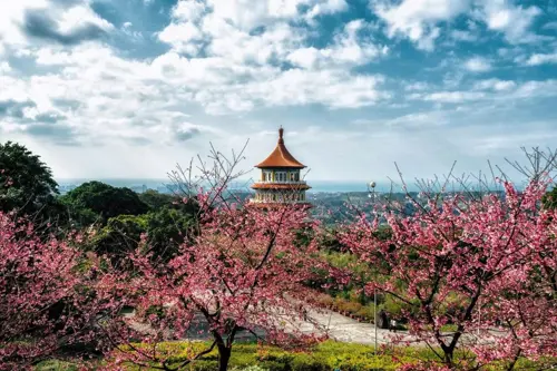 Du Lịch Đài Loan Mùa Hoa Anh Đào: Sắc Hồng Say Đắm Lòng Người 2025