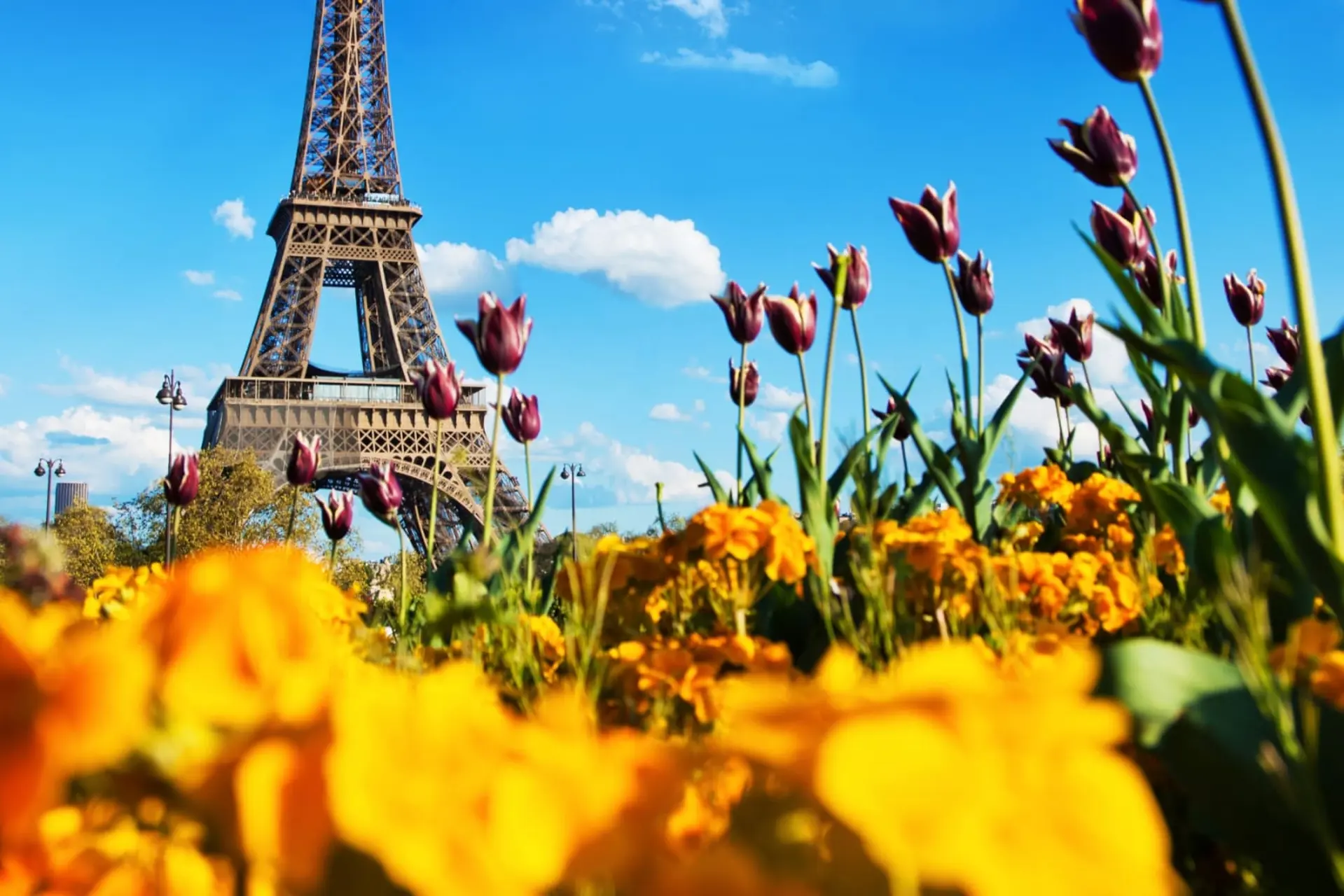 Cách Săn Vé Máy Bay Giá Rẻ Đi Châu Âu Mùa Hoa Tulip 2025 – Tiết Kiệm Tối Đa