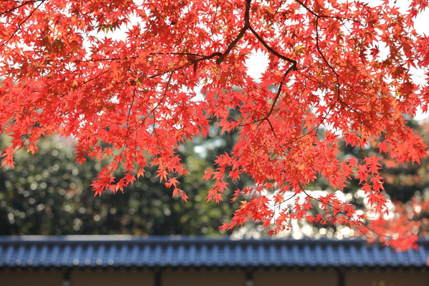 Du lịch Nhật Bản mùa thu 2025 | Mùa lá đỏ tại lâu đài Osaka