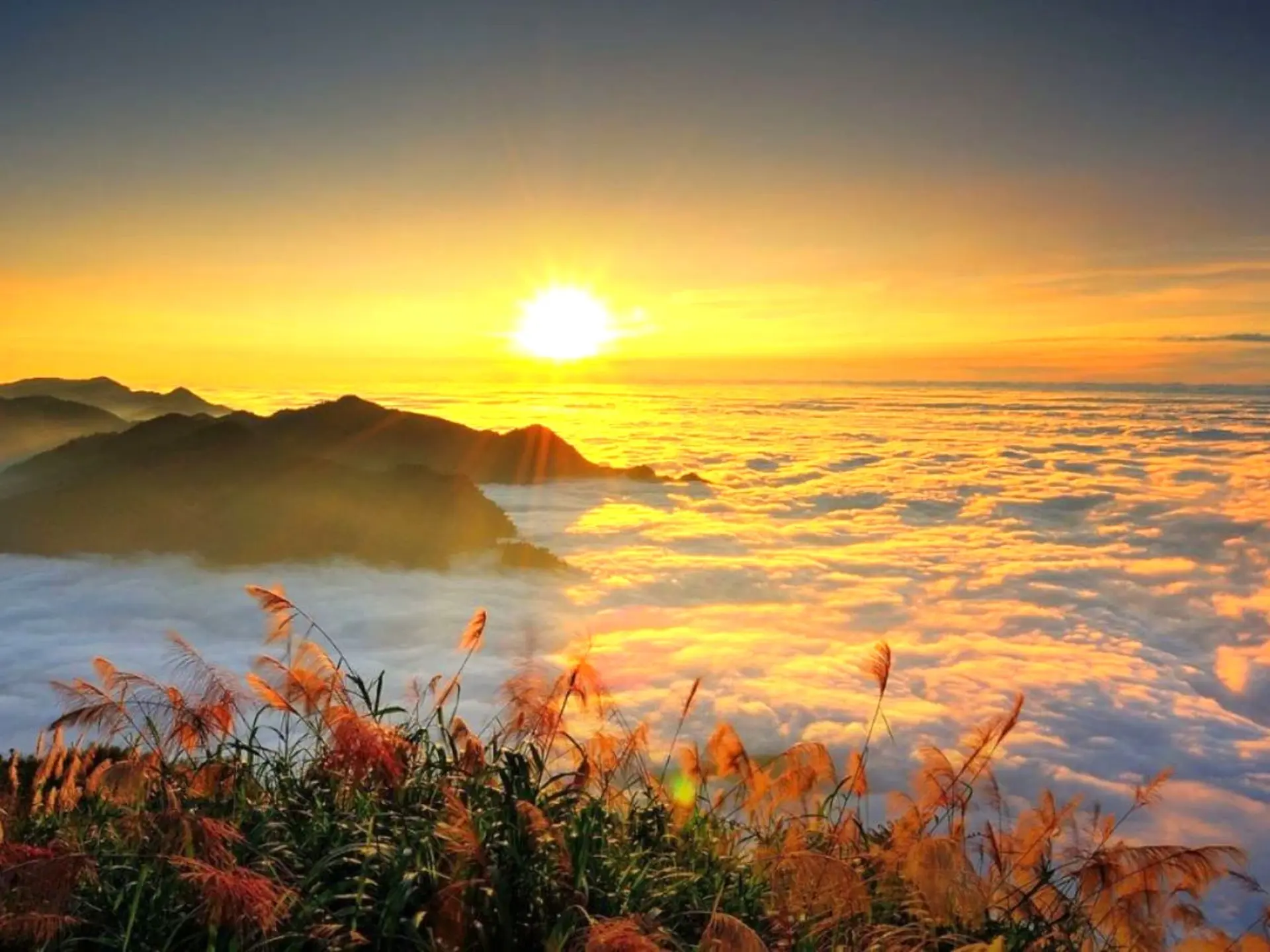 Rừng Thần Thánh A Lý Sơn – Hành trình khám phá khu rừng linh thiêng và cây thần ngàn năm Alishan  2025 