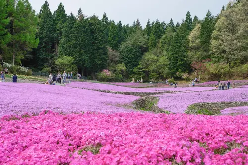 Điểm ngắm hoa chi anh Nhật Bản 2026 đẹp nhất cho du lịch mùa xuân 
