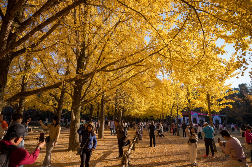 Đảo Nami Mùa Thu – Thiên Đường Lá Vàng Cho Du Khách Việt 2025