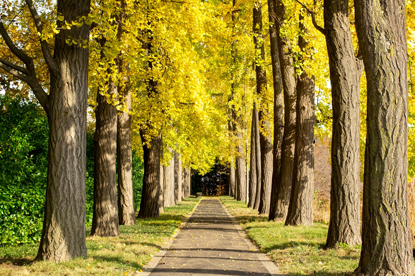 Vườn Bách thảo Brooklyn mùa thu – Lạc bước trong thiên đường lá vàng và sắc thu rực rỡ